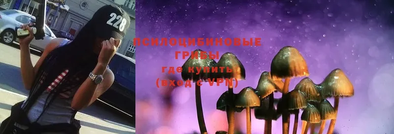 Псилоцибиновые грибы Psilocybe  купить закладку  Ужур 